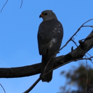 Tachyspiza novaehollandiae at Guerilla Bay, NSW - 11 Aug 2019 10:31 AM