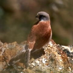 Falco cenchroides (Nankeen Kestrel) at Guerilla Bay, NSW - 11 Aug 2019 by jb2602