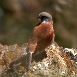 Falco cenchroides at Guerilla Bay, NSW - 11 Aug 2019 10:47 AM