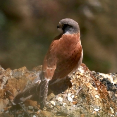 Falco cenchroides (Nankeen Kestrel) at Guerilla Bay, NSW - 11 Aug 2019 by jb2602