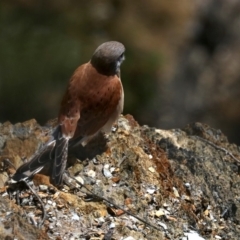 Falco cenchroides at Guerilla Bay, NSW - 11 Aug 2019 10:47 AM