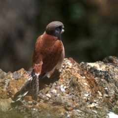 Falco cenchroides at Guerilla Bay, NSW - 11 Aug 2019 10:47 AM