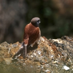 Falco cenchroides at Guerilla Bay, NSW - 11 Aug 2019 10:47 AM