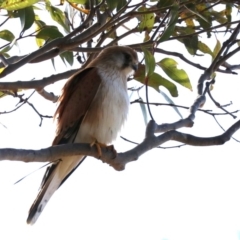 Falco cenchroides (Nankeen Kestrel) at Broulee Moruya Nature Observation Area - 11 Aug 2019 by jb2602