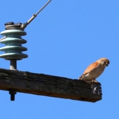 Falco cenchroides at Broulee, NSW - 11 Aug 2019