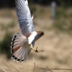 Falco cenchroides at Broulee, NSW - 11 Aug 2019