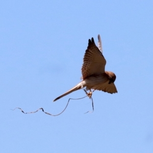 Falco cenchroides at Broulee, NSW - 11 Aug 2019