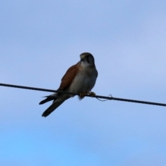 Falco cenchroides at Broulee, NSW - 11 Aug 2019