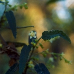 Gynatrix pulchella (Hemp Bush) at Greenway, ACT - 18 Sep 2007 by MichaelBedingfield