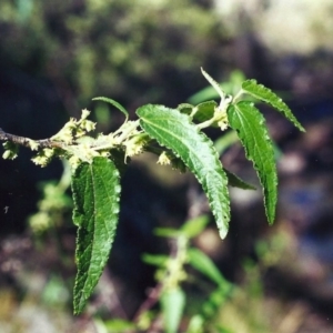 Gynatrix pulchella at Banks, ACT - 2 Oct 2000