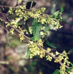 Gynatrix pulchella (Hemp Bush) at Rob Roy Range - 22 Sep 2001 by michaelb