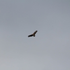 Aquila audax (Wedge-tailed Eagle) at Majura, ACT - 11 Aug 2019 by petersan