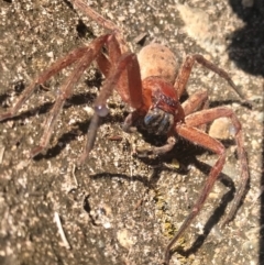 Unidentified Spider (Araneae) at Doonan, QLD - 10 Aug 2019 by JBudgie