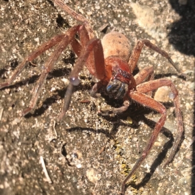 Unidentified Spider (Araneae) at Doonan, QLD - 10 Aug 2019 by JBudgie