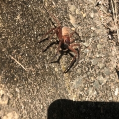 Heteropoda jugulans at Doonan, QLD - 11 Aug 2019 12:00 AM