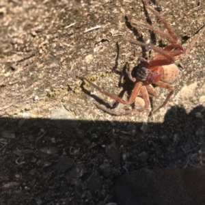 Heteropoda jugulans at Doonan, QLD - 11 Aug 2019 12:00 AM