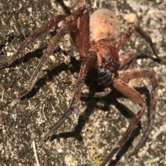 Heteropoda jugulans at Doonan, QLD - 11 Aug 2019 12:00 AM