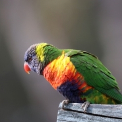 Trichoglossus moluccanus (Rainbow Lorikeet) at Lilli Pilli, NSW - 11 Aug 2019 by jb2602