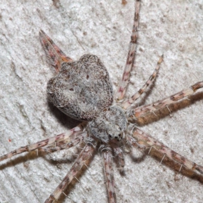 Tamopsis sp. (genus) (Two-tailed spider) at Hackett, ACT - 7 Aug 2019 by TimL