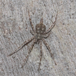 Tamopsis sp. (genus) at Hackett, ACT - 7 Aug 2019 12:40 PM