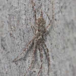 Tamopsis sp. (genus) at Hackett, ACT - 7 Aug 2019 12:40 PM