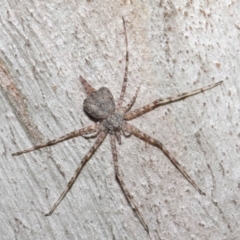 Tamopsis sp. (genus) at Hackett, ACT - 7 Aug 2019 12:40 PM