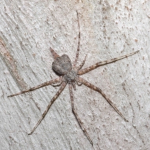 Tamopsis sp. (genus) at Hackett, ACT - 7 Aug 2019 12:40 PM