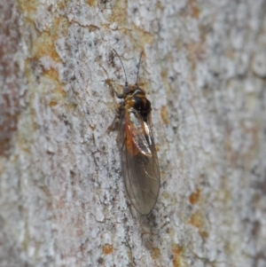 Psyllidae sp. (family) at Hackett, ACT - 7 Aug 2019 12:37 PM