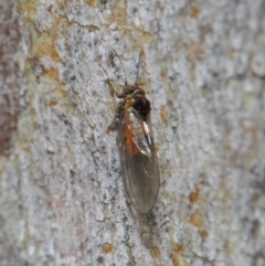 Psyllidae sp. (family) (Unidentified psyllid or lerp insect) at Hackett, ACT - 7 Aug 2019 by TimL
