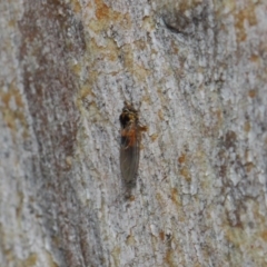 Psyllidae sp. (family) at Hackett, ACT - 7 Aug 2019 12:37 PM