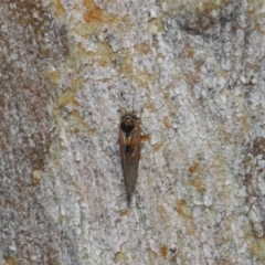 Psyllidae sp. (family) at Hackett, ACT - 7 Aug 2019 12:37 PM