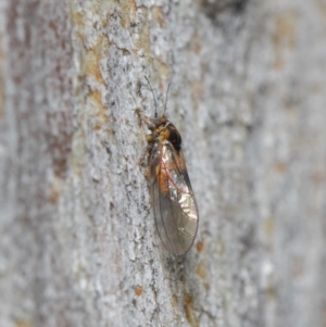 Psyllidae sp. (family) at Hackett, ACT - 7 Aug 2019 12:37 PM