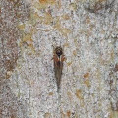 Psyllidae sp. (family) at Hackett, ACT - 7 Aug 2019 12:37 PM