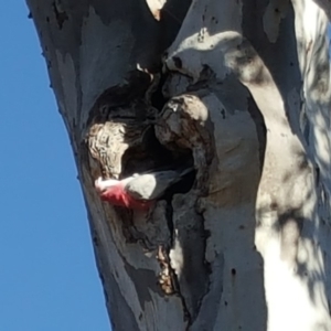 Eolophus roseicapilla at O'Malley, ACT - 12 Aug 2019 02:22 PM