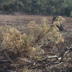 Cassinia sifton (Sifton Bush, Chinese Shrub) at Isaacs Ridge - 12 Aug 2019 by Mike