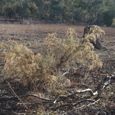 Cassinia sifton (Sifton Bush, Chinese Shrub) at Jerrabomberra, ACT - 12 Aug 2019 by Mike