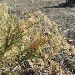 Cassinia sifton at Jerrabomberra, ACT - 12 Aug 2019 03:02 PM