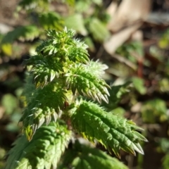 Urtica urens (Small Nettle) at Isaacs Ridge - 12 Aug 2019 by Mike