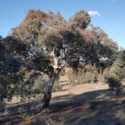 Eucalyptus polyanthemos (Red Box) at Isaacs Ridge and Nearby - 12 Aug 2019 by Mike