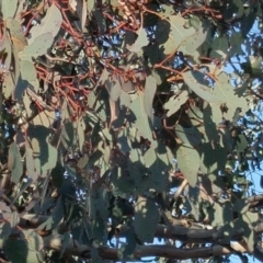 Eucalyptus polyanthemos at Isaacs Ridge - 12 Aug 2019