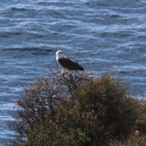 Haliaeetus leucogaster at Guerilla Bay, NSW - 11 Aug 2019