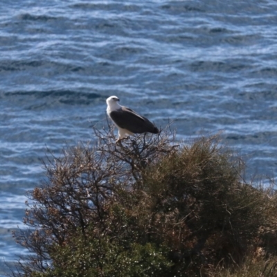 Haliaeetus leucogaster (White-bellied Sea-Eagle) at Guerilla Bay, NSW - 11 Aug 2019 by jb2602