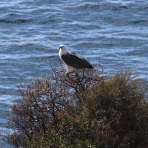 Haliaeetus leucogaster at Guerilla Bay, NSW - 11 Aug 2019 10:42 AM