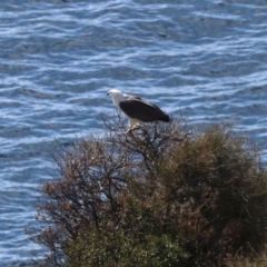 Haliaeetus leucogaster at Guerilla Bay, NSW - 11 Aug 2019 10:42 AM