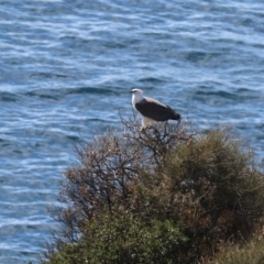 Haliaeetus leucogaster at Guerilla Bay, NSW - 11 Aug 2019