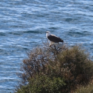 Haliaeetus leucogaster at Guerilla Bay, NSW - 11 Aug 2019