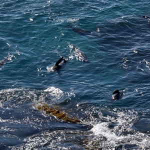 Arctocephalus pusillus doriferus at Guerilla Bay, NSW - 11 Aug 2019