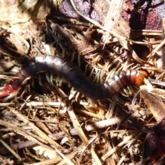 Cormocephalus aurantiipes (Orange-legged Centipede) at Latham, ACT - 12 Aug 2019 by Christine