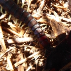 Cormocephalus aurantiipes at Latham, ACT - 12 Aug 2019