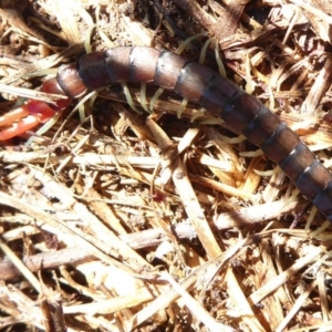 Cormocephalus aurantiipes at Latham, ACT - 12 Aug 2019 02:22 PM